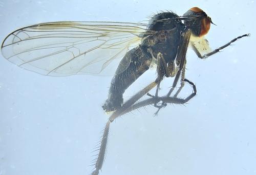 Empis nuntia